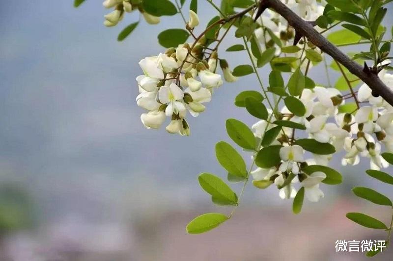 微言微评 永远难忘故土的槐花飘香