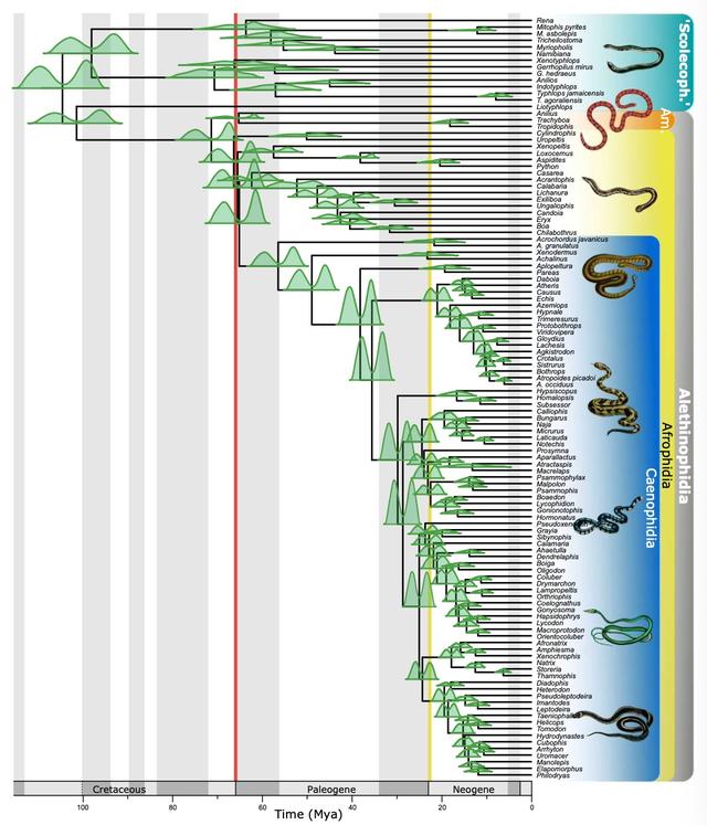 白垩纪 地球上约76%的物种都消失后，蛇类反而蓬勃壮大