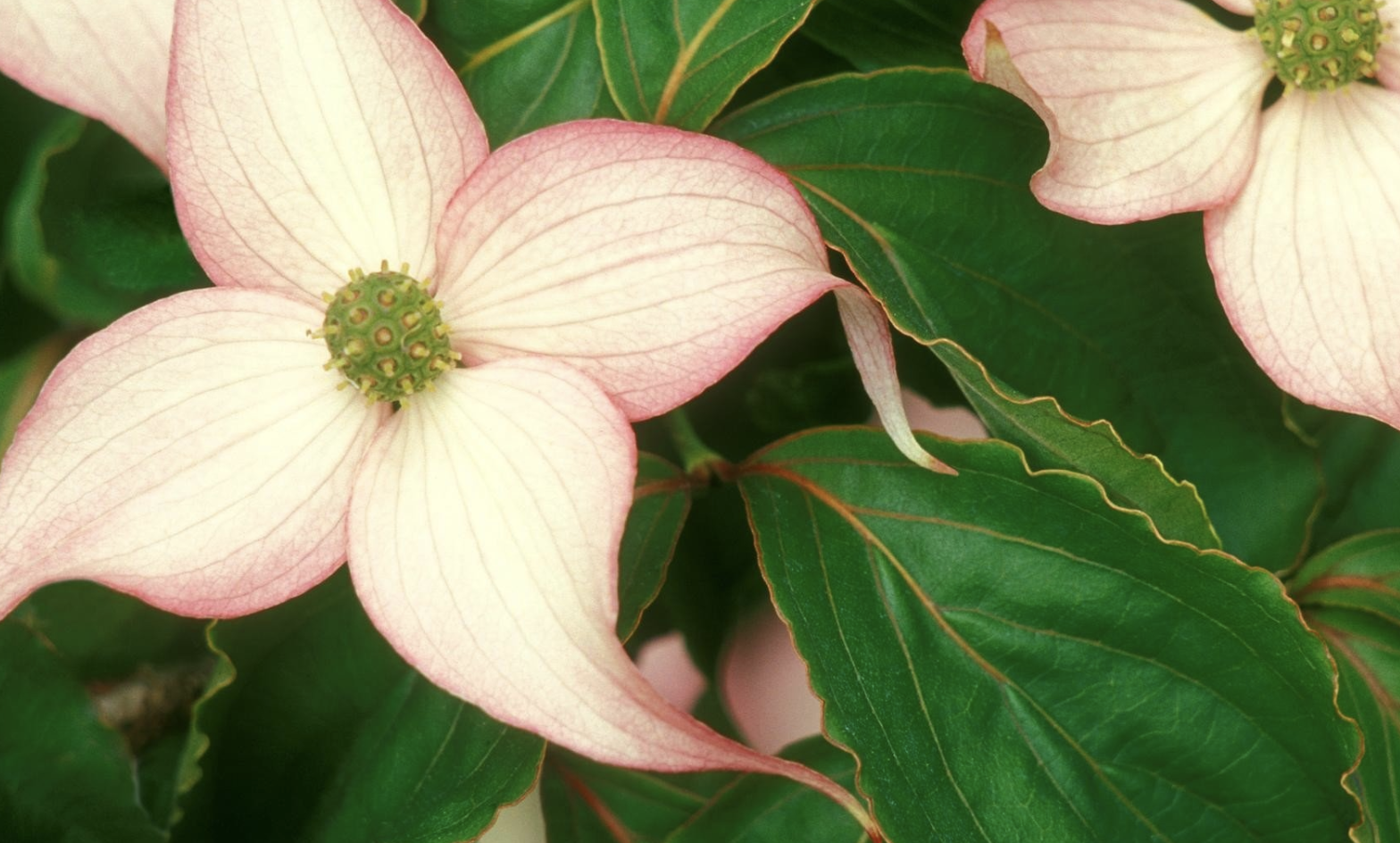 求职|8月底，生意兴隆，职场顺遂，贵人暗助，3生肖存款翻番，苦尽甜来