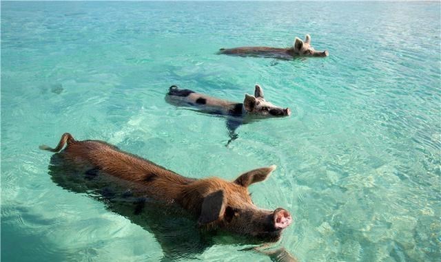 山西省 损失200万！山西一养猪场800头猪被淹仅2头存活 为何猪会被淹死？