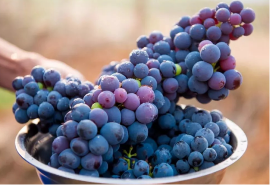 美白|天天喝牛奶能美白？医师表示：真正的美白好物是这3样