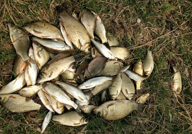 池塘|池塘一面有芦苇，一面水鱼宽阔，垂钓选哪里？