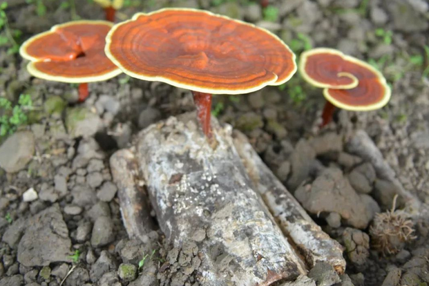 失眠|51岁大妈长期失眠，查出老年痴呆，医生：人到更年期，“1事”要克制