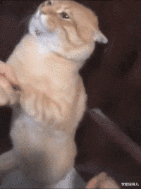 姐姐|马总化腾的女儿，以后谁娶了她就不用愁了！网友神评笑死我