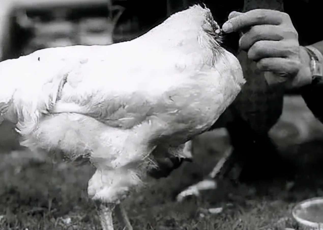 国家公园 鸡被斩首后成“不死鸟”,无头存活18个月,长胖5斤引起专家关注