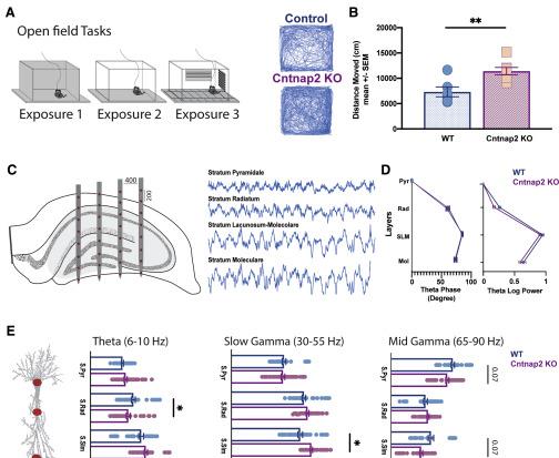 自闭症小鼠海马记忆系统的缺陷表型——基于微环路的研究