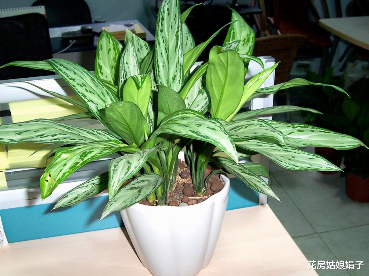 室内养花有讲究，不同的花卉要摆放在不同的区域，摆错了很难养好