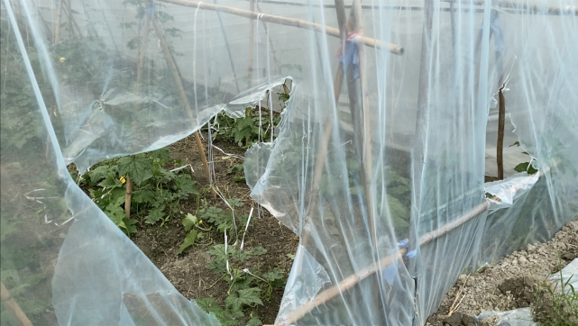 热点微评社 嫉妒报复！38个蔬菜“大棚”遭破坏，菜农：育苗损失就20多万！