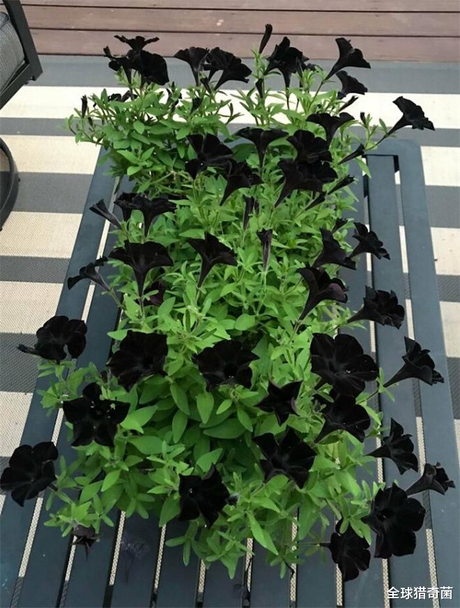 32张活久见的生物照片,让你眼界大开