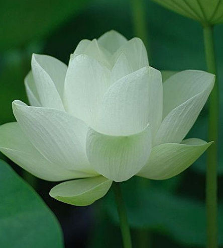 星临天下 进入10月底，喜鹊门前报喜，4属相贵人相助，生活越来越美好