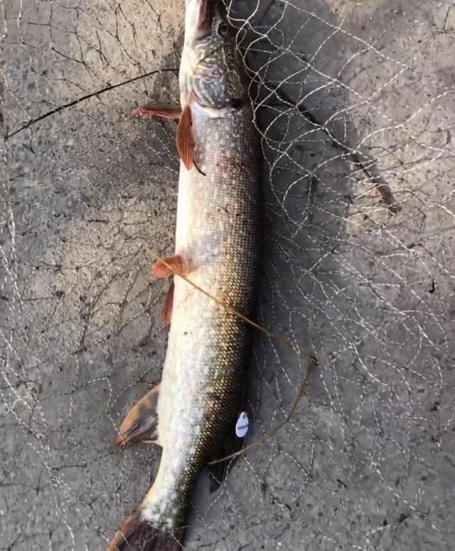 常州|江苏钓鱼人解锁“新鱼种”，网友疑问：“常州还有狗鱼”？