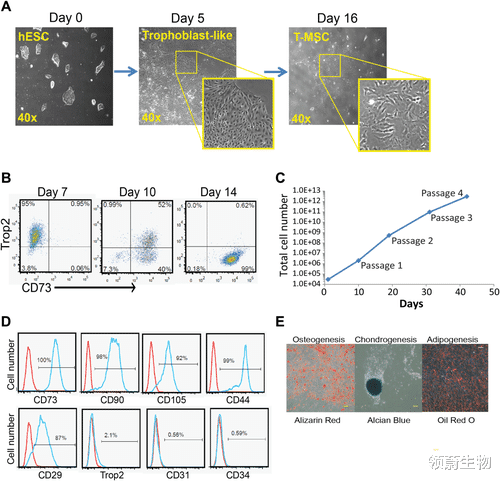 胚胎干细胞 干细胞新药!可静脉滴注的胚胎干细胞来源的在研新药临床顺利进行