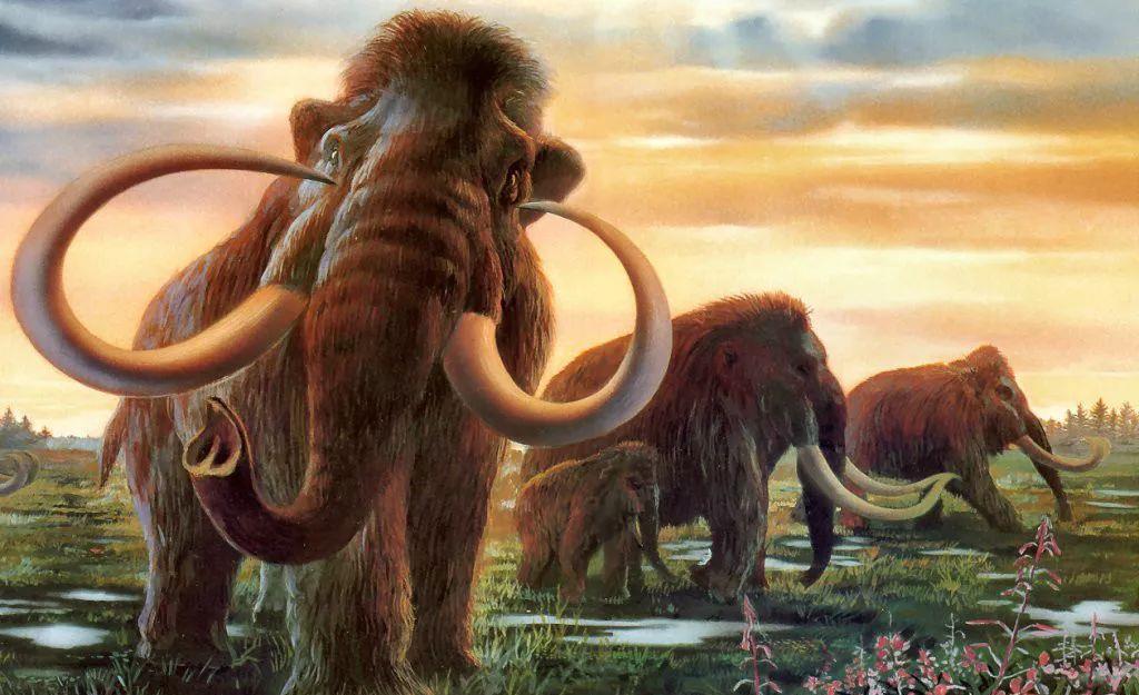 猛犸象|猛犸集体消失，是人类过度狩猎吗？一万年前究竟发生了什么？