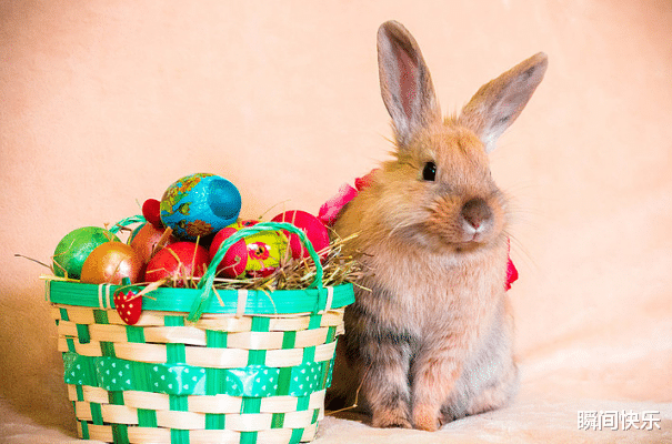 瞬间快乐 生肖兔与谁在一起会走好运？若和3生肖缔结良缘，事业兴旺，婚姻幸福