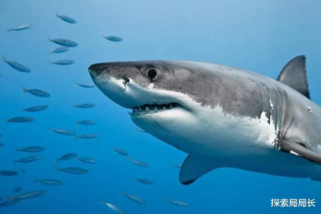 乌贼 盘点5种轻松秒杀巨齿鲨的史前动物，巨型乌贼入选，沧龙仅排第3