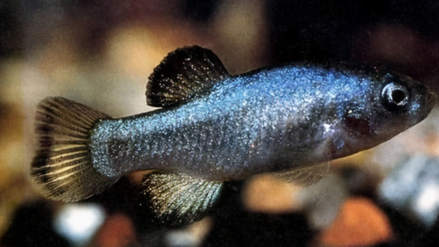 死亡谷 “死亡谷”沙漠鱼，极度炽热干燥的环境存活5万年，全球仅剩38条