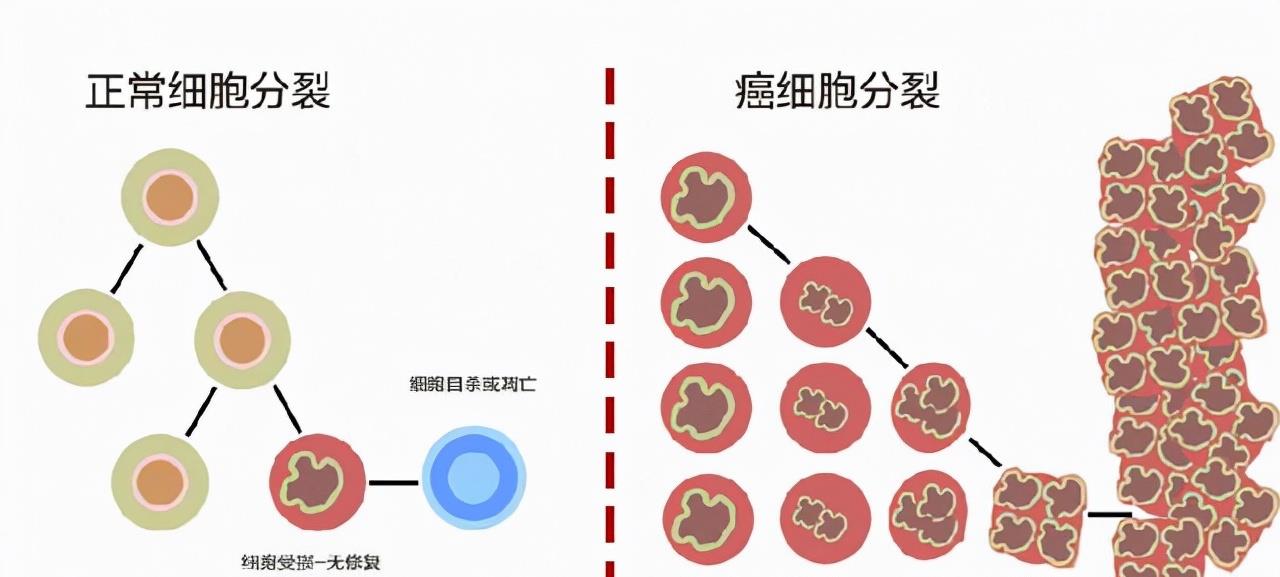 将癌细胞注入健康人体内,会不会得癌症?科学家做了大胆的实验