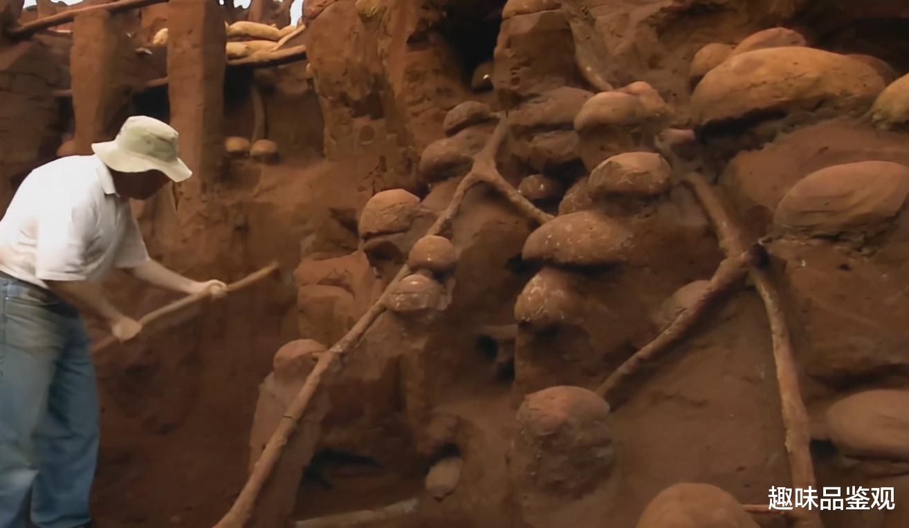 |一只蚂蚁就能建立高级文明？或许我们在蚂蚁眼中，才是低级生物