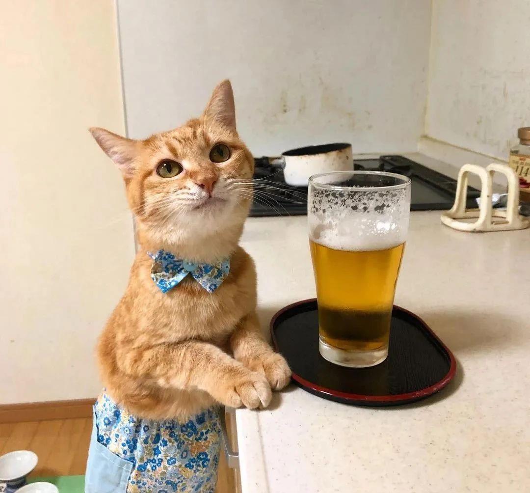 蔡宏志聊时尚|日本网友晒猫照走红ins，一人一猫，一日三餐