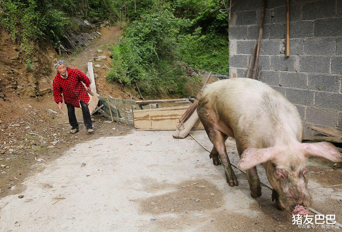  猪价连涨，2月猪价要“一红到底”？3个新变化，猪价败絮其中！