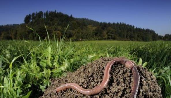 科学家 雨天蚯蚓为何要爬到地面上？天晴后，为何有些蚯蚓被“晒成干”？