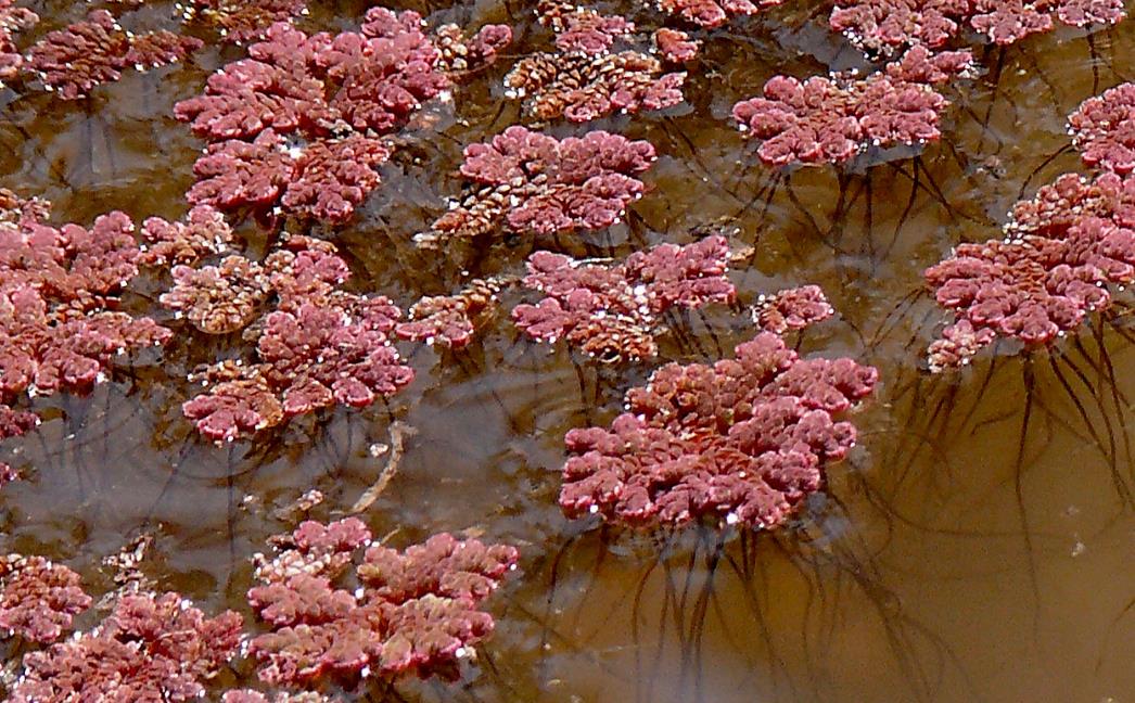 二氧化碳 4万年前，一植物泛滥差点将地球“冰冻”，如今却可能拯救人类