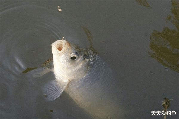 饵料|钓鱼技巧：鱼儿离底上浮，这几种钓法才好用，冬季也能用得上！