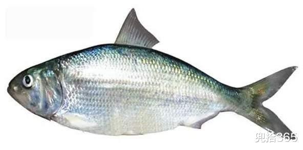 西江|广东一男子在西江野钓遇“怪鱼”,赶紧回家寻真相,结果虚惊一场