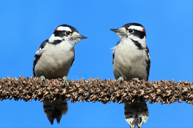 陨石 啄木鸟为什么要不停地啄树，你以为它只是在找吃的吗？