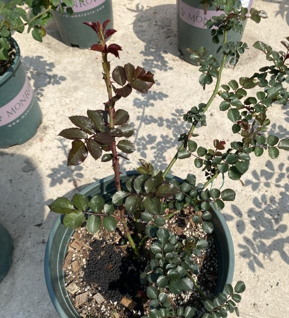向阳园艺|都说“老桩”好，月季花除外，购买月季花，幼苗最合适，长得快