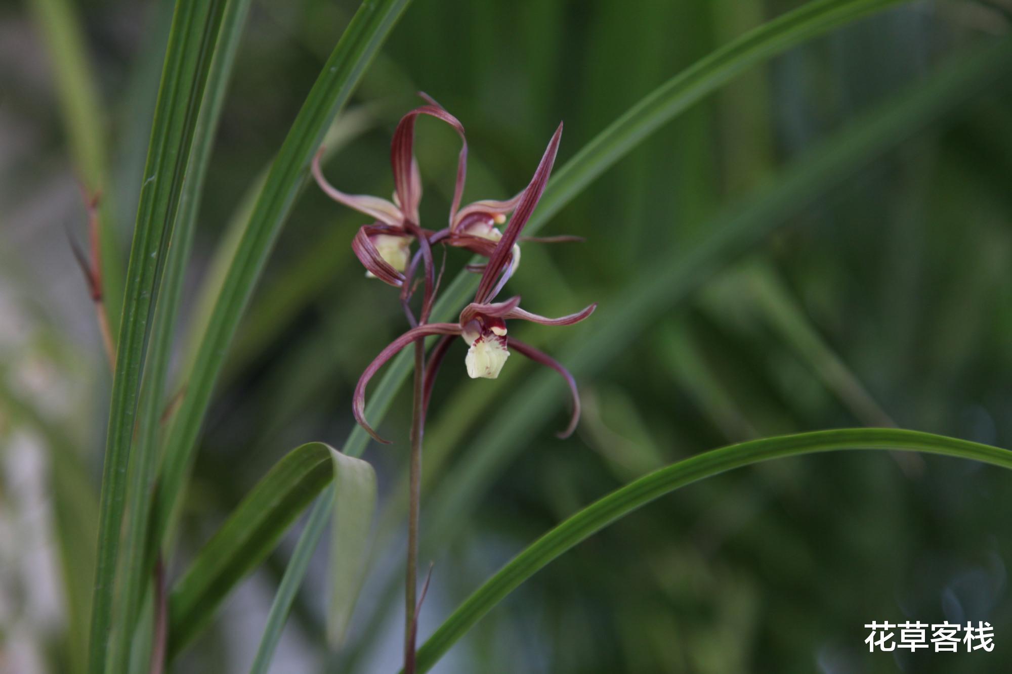花草客栈 孔子、屈原、王羲之赞美的是兰草，而不是兰花，那兰花是什么？