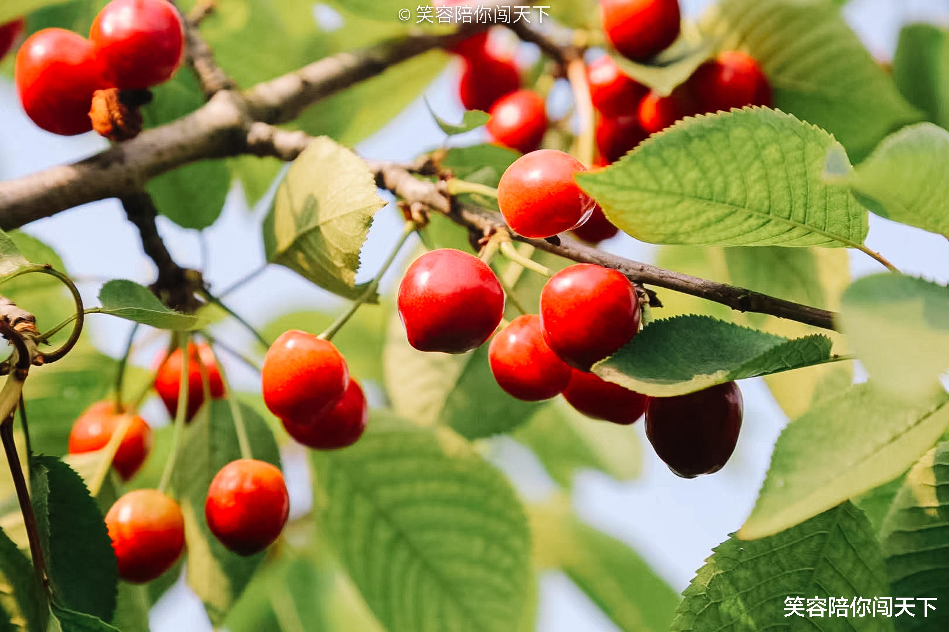 大门 西安东南边有一个景区,大门不收门票,附近还有樱桃园
