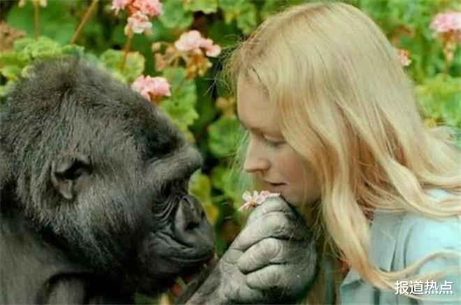 黑猩猩 与黑猩猩恋爱有未来吗？人猩结合能否有后代？科学家早已做过实验