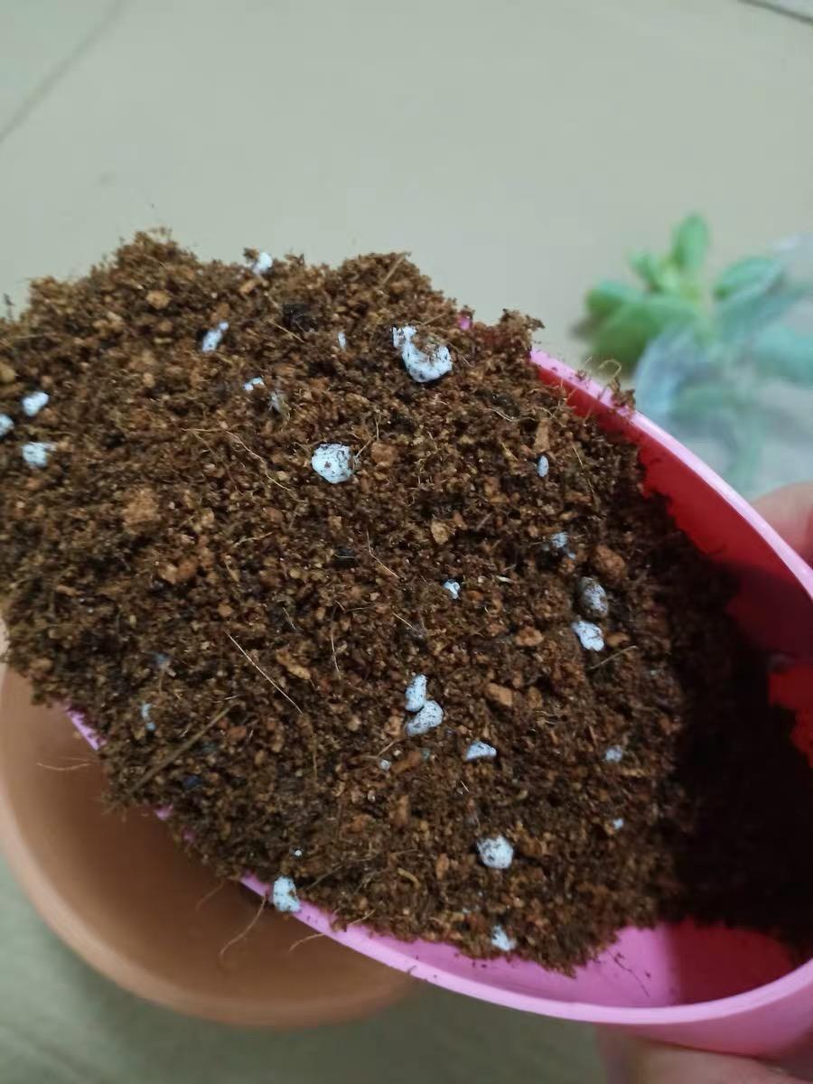 向阳园艺|花土的种类有很多,了解花土的特性,自己配土,更适合多肉生长