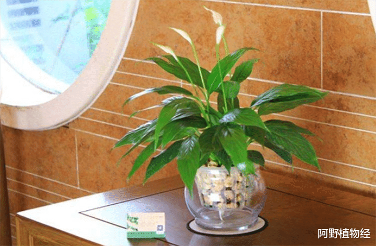 室内适合用水养的18种植物,不用土栽更洁净,方便打理又美观