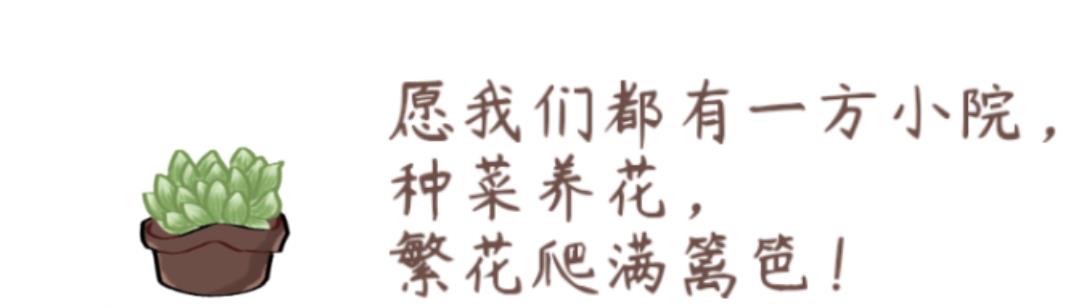 园艺印象|夏季选择一张合适的遮阳网，多肉度夏不慌张