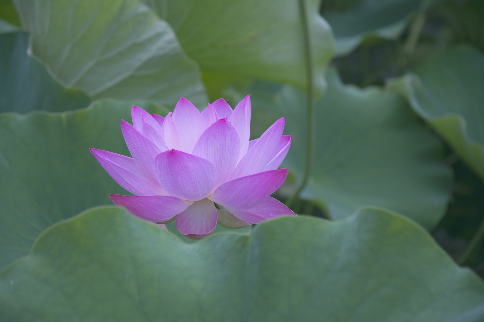 西厢有情|别着急，属于你的爱情，在路上