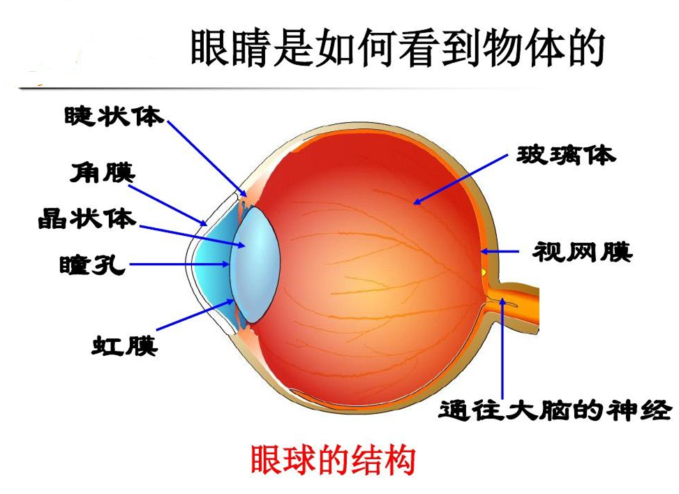 为什么说“紫色”并不存在?难道我们看到的颜色都是幻觉吗?