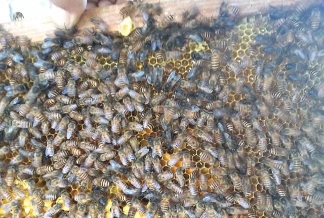  一年的老蜂王为什么巢脾底下全产雄蜂卵？