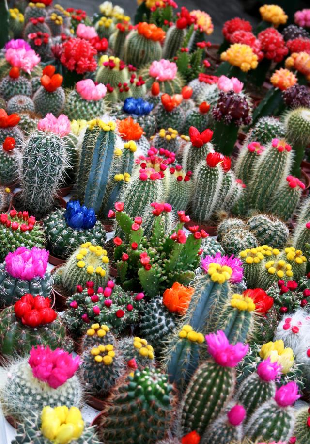 京跃伟哥|进入9月,3种花要种起来了,早种早生长,来年开春就开花!