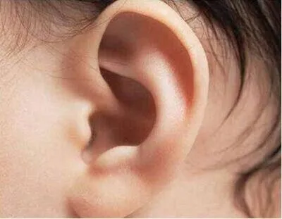 天行健人自强|发大财黄金耳相看看你有吗?