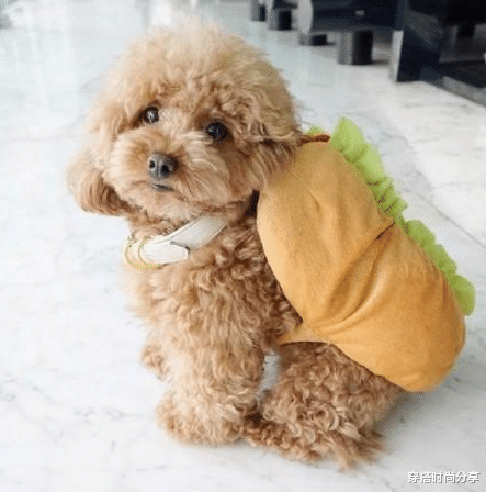 穿搭时尚分享|泰迪不是一个犬种，你知道吗？