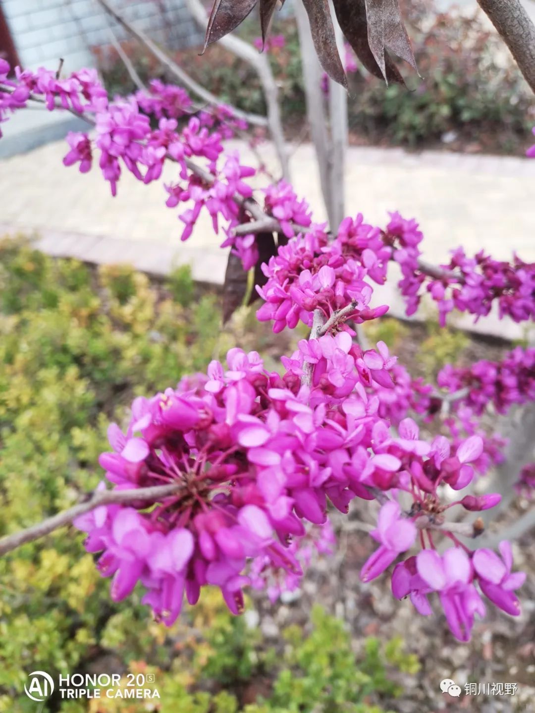 铜川周春辉 铜川王家河小公园的春天