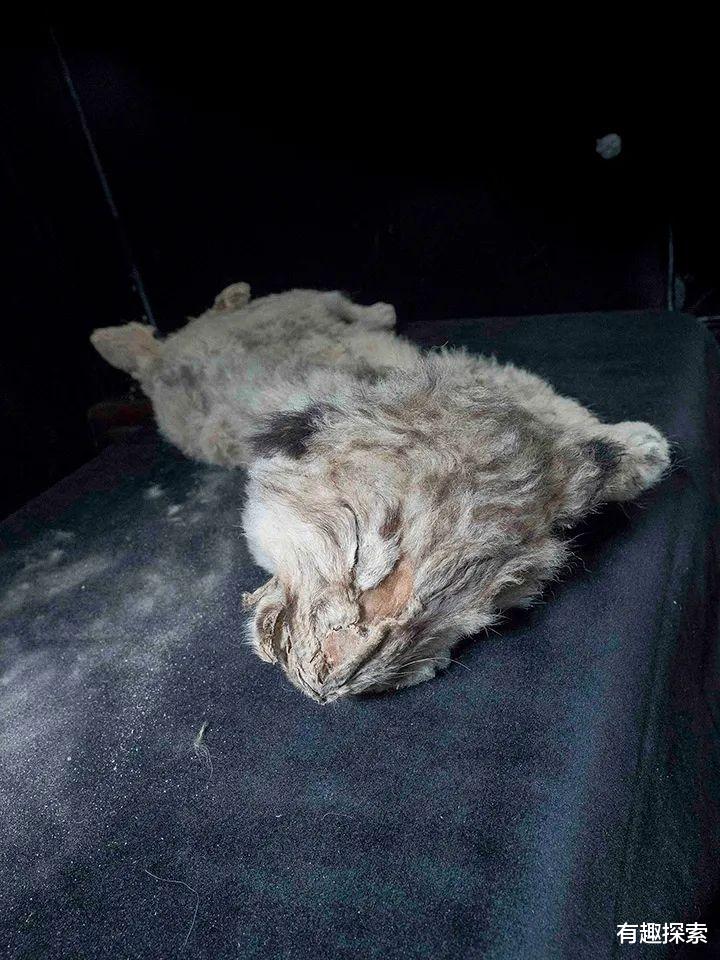 科学家 冻土融化，发现冰封4.2万年的活线虫，冻土中的潘多拉魔盒开了？