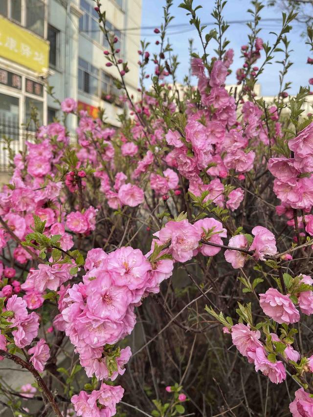 生活报 @哈尔滨市民,您有一份赏花地图,请注意查收