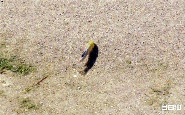 与世隔绝 沙漠鱼：与世隔绝了5万年，不吃不喝也能存活，全球仅剩38条