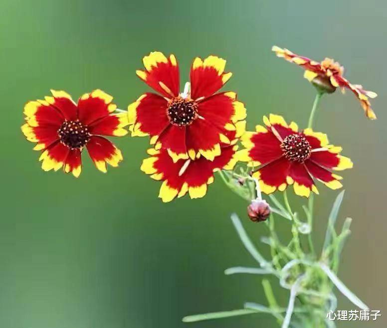 心理苏庸子|真正有大格局的人，往往都喜欢做这3件事，人生也会很顺利