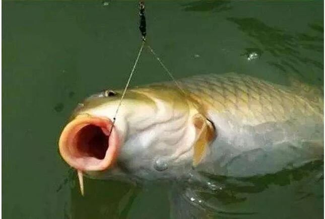 鲤鱼|(配方)自制鲤鱼饵料配方