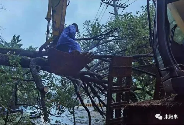 耒阳事 耒阳红眼塘107国道路段一大树倾倒，堵塞交通