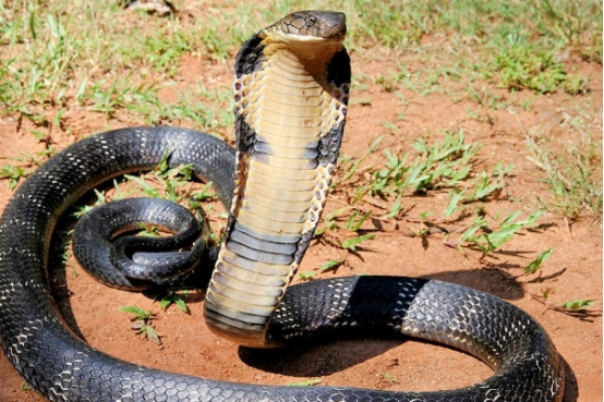 眼镜王蛇 唯一没有天敌的蛇，“眼镜王蛇”，如果把它放到非洲会被克制吗？